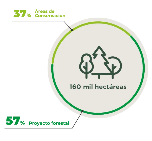grafico