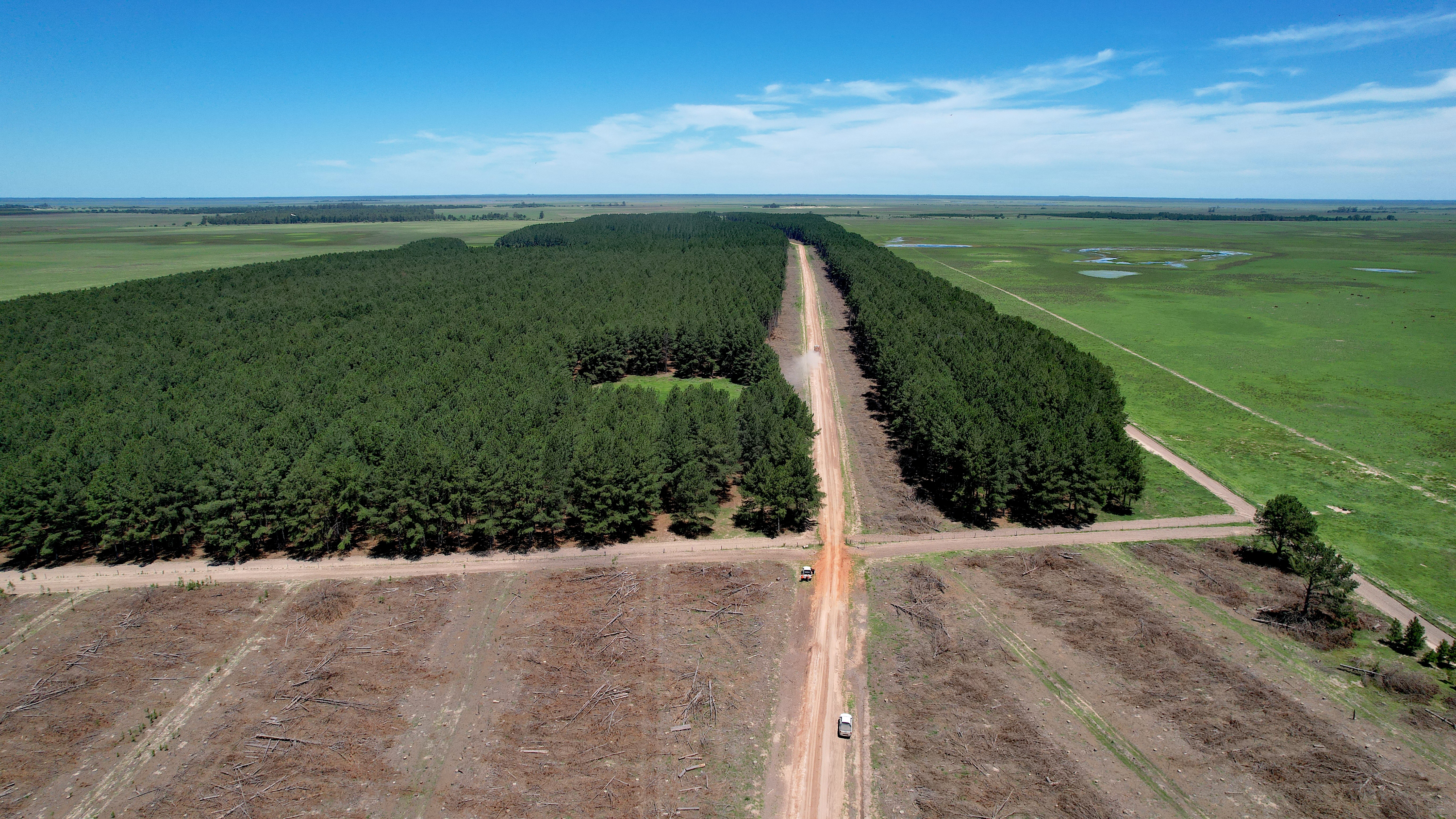 Central Puerto acquired MASISA’s forestry assets in Argentina.