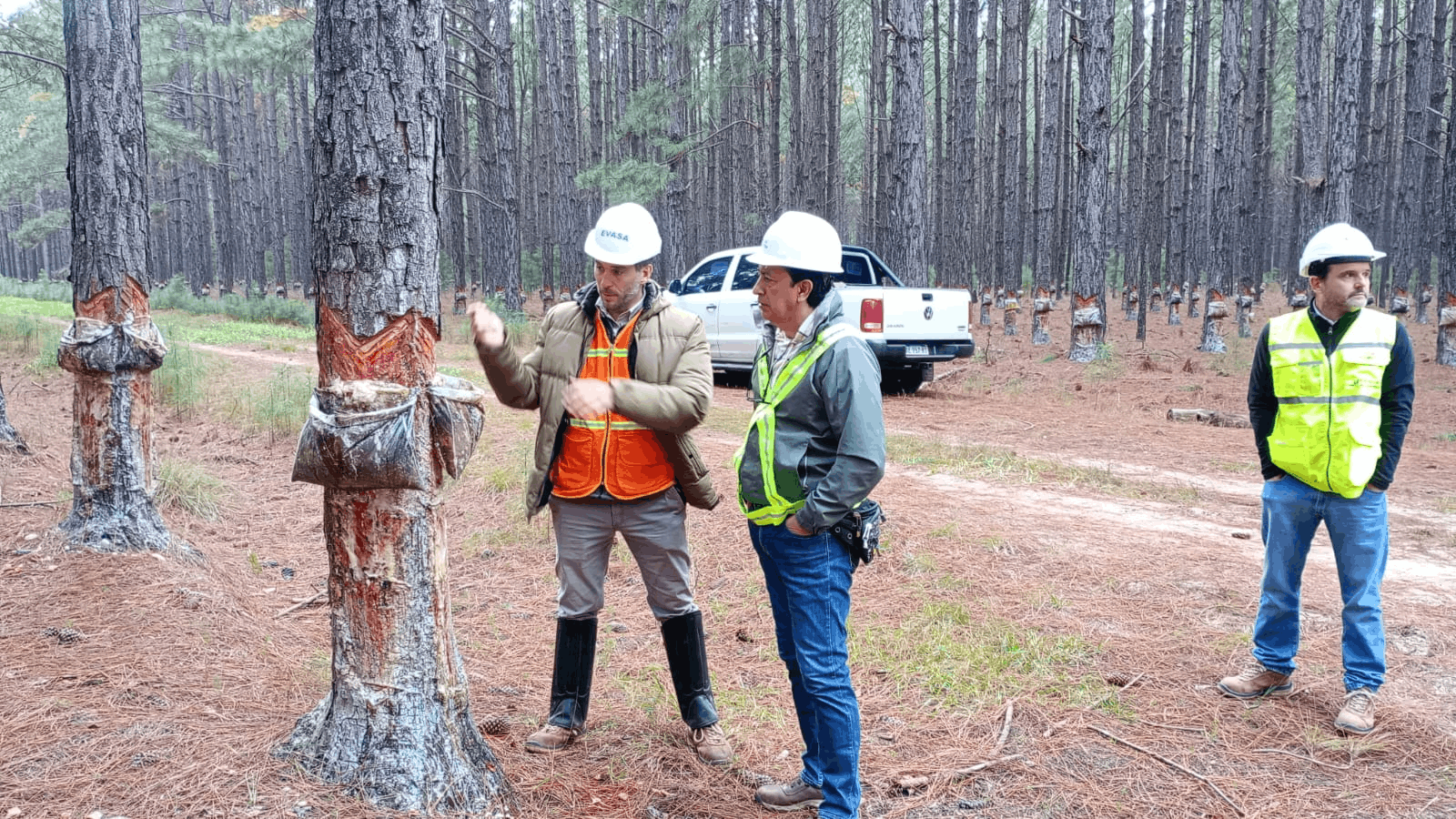 Forestal Argentina mantiene su certificación FSC® tras completar con éxito la auditoríade seguimiento